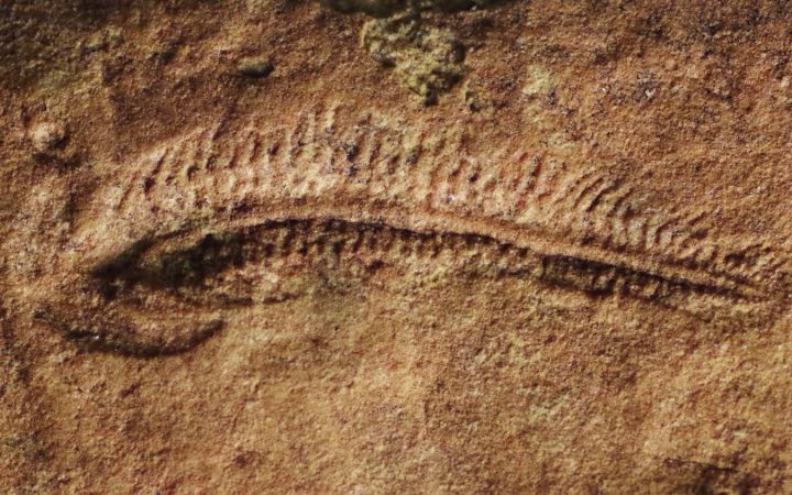 550-million-year-old fossil shows earliest animal handedness